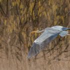 "Flug in Richtung Frühling 2023"