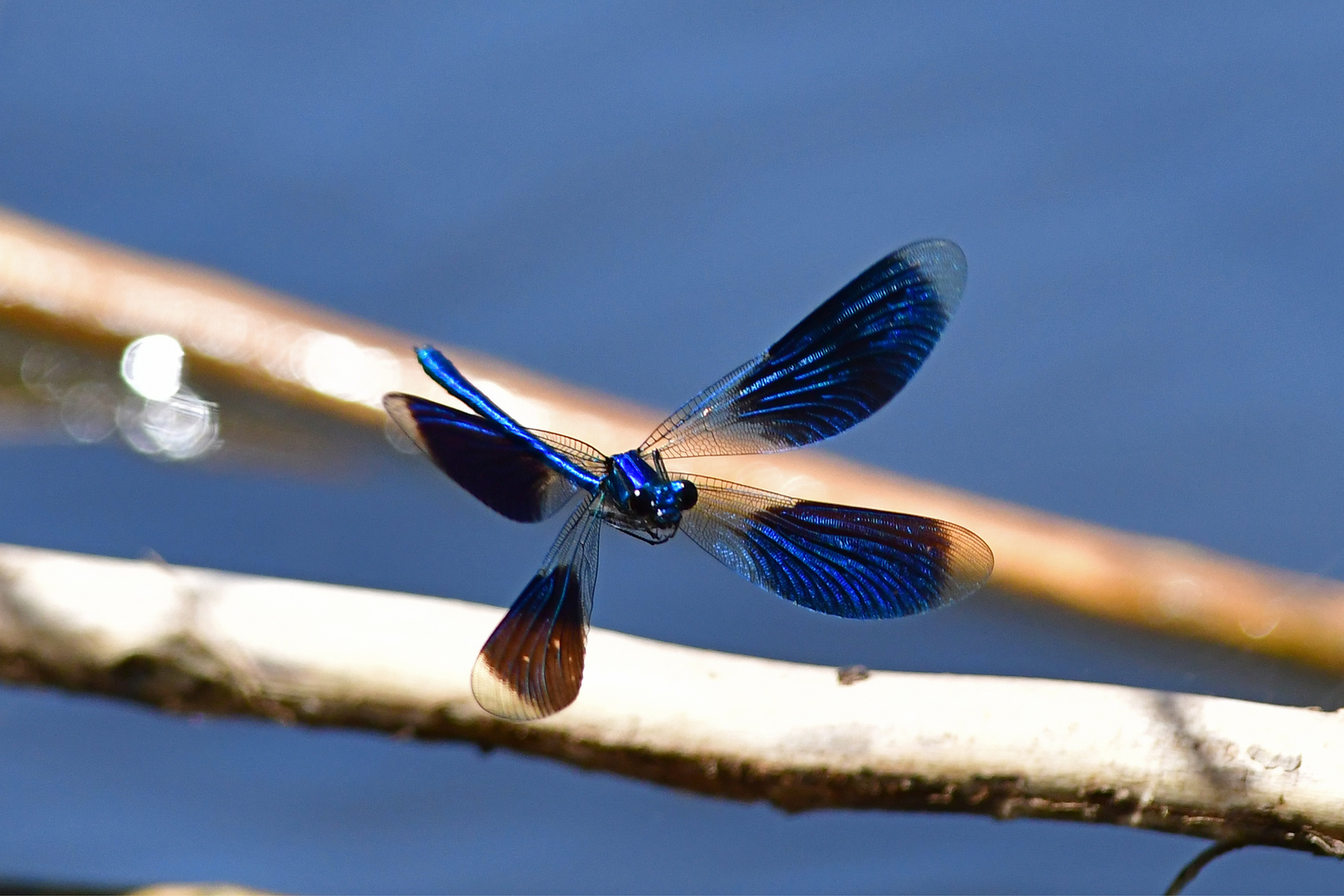 Flug in schwierigem Terrain - Calopteryx splendens (Gebänderte Prachtlibelle)