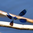 Flug in schwierigem Terrain - Calopteryx splendens (Gebänderte Prachtlibelle)