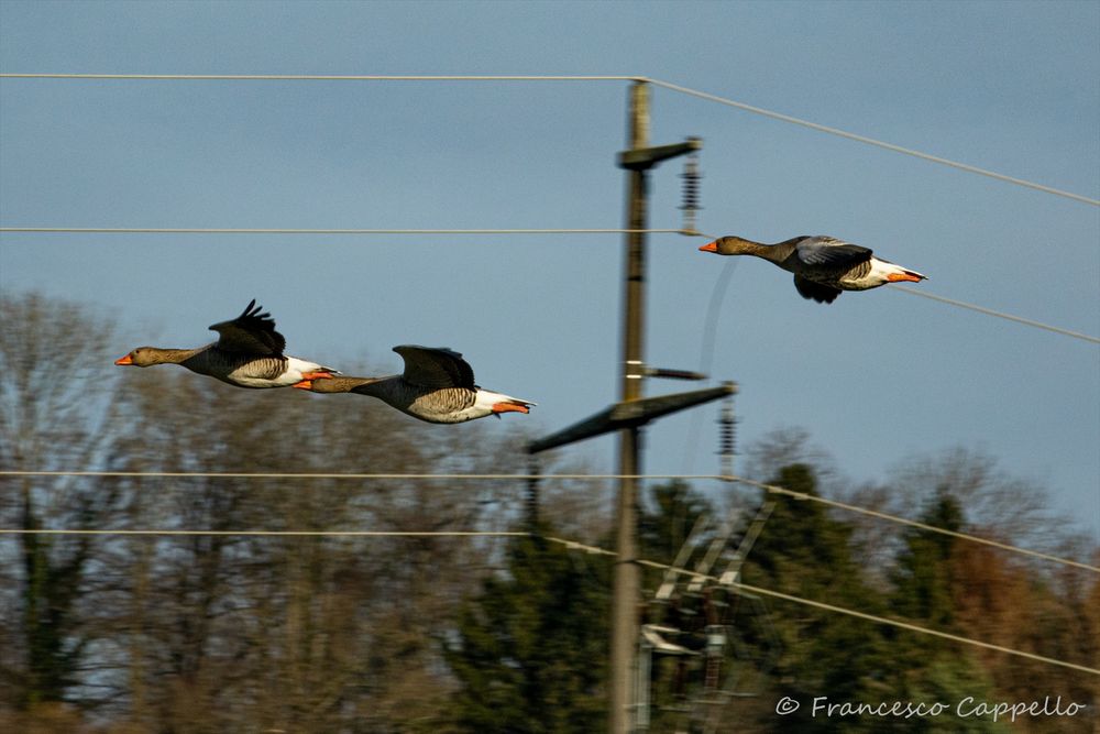 Flug in stromlinienform