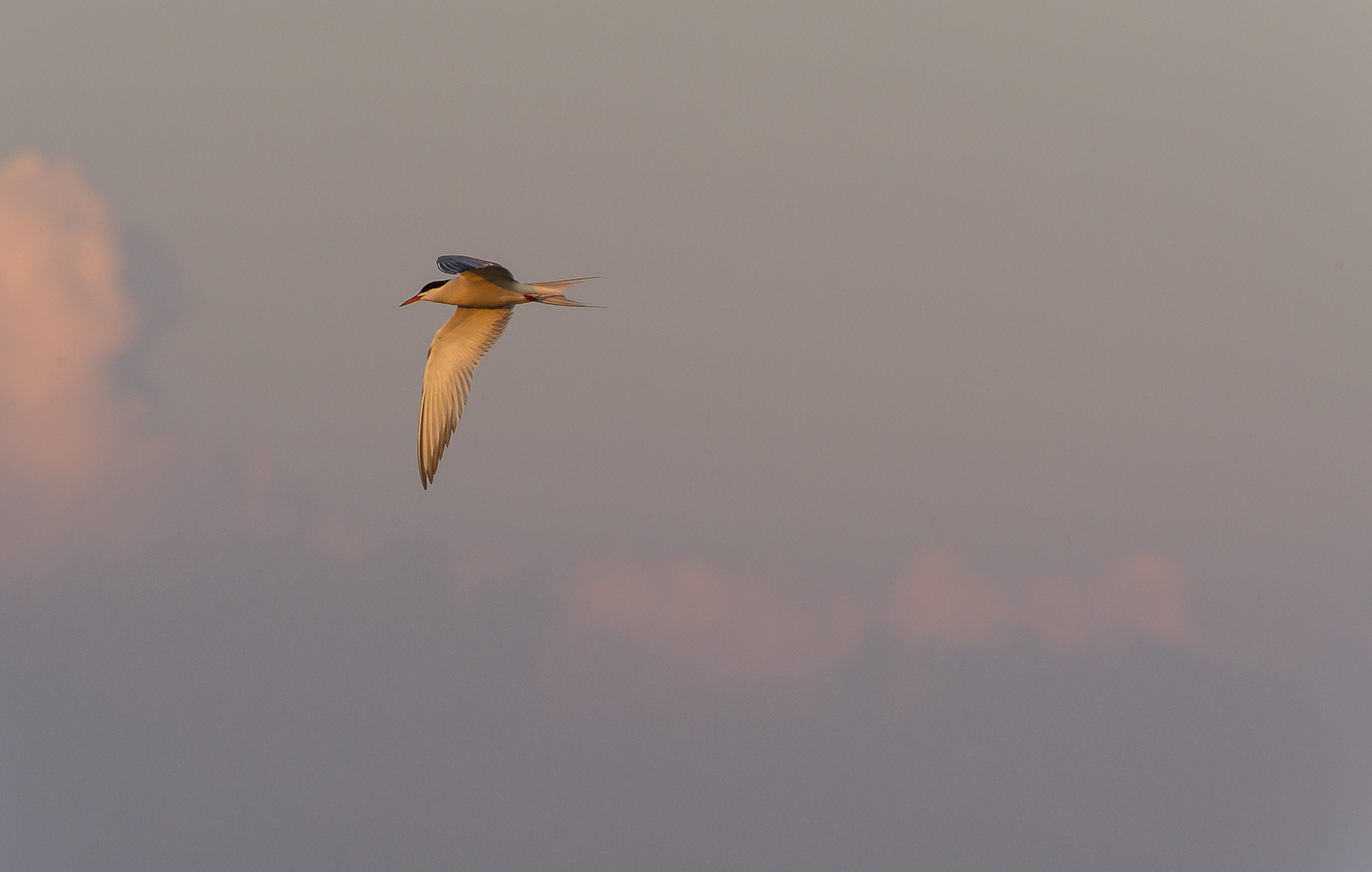 Flug ins Abendrot...