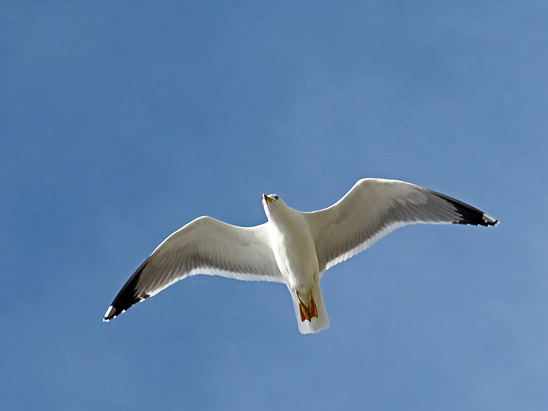 Flug ins Blaue / Volo al blu