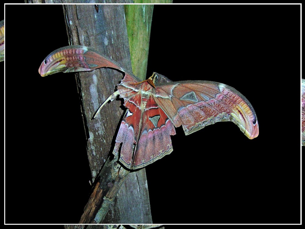 Flug-ins-Licht Atlasfalter