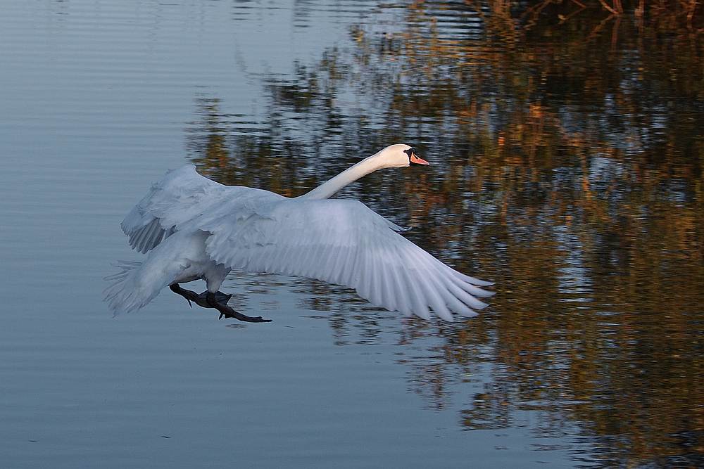 Flug ins Licht