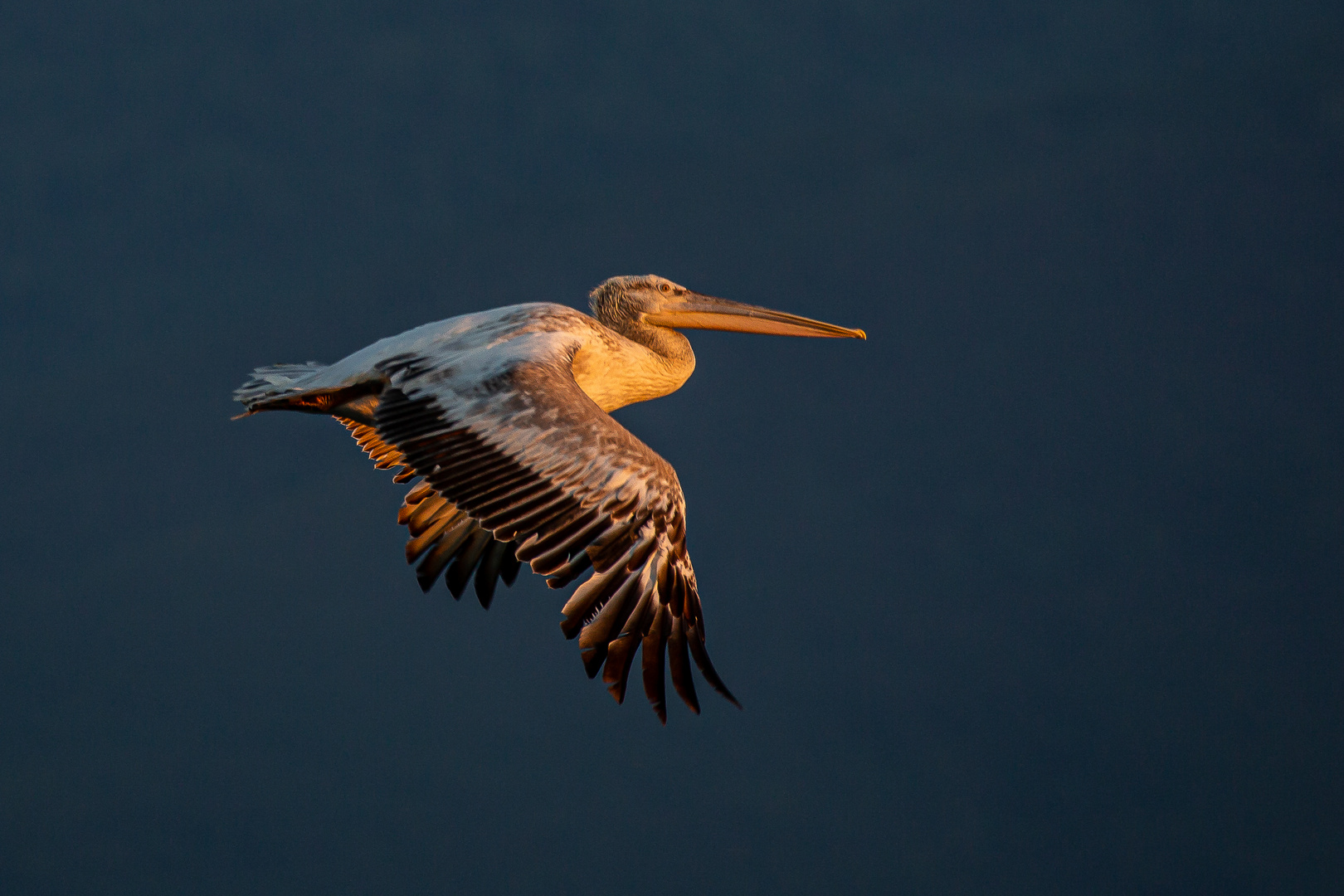 Flug ins Morgenlicht - Kerkinisee