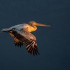 Flug ins Morgenlicht - Kerkinisee