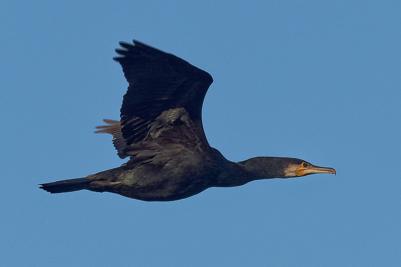 Flug ins Neue Jahr