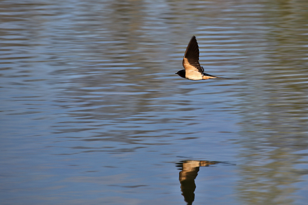 Flug knapp oberhalb der Wasseroberfläche