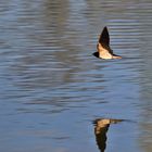 Flug knapp oberhalb der Wasseroberfläche