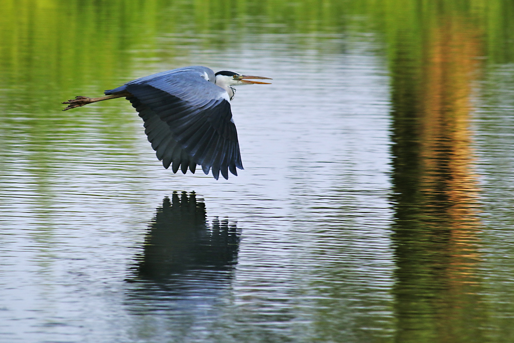 Flug knapp über der Wasseroberfläche