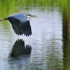 Flug knapp über der Wasseroberfläche