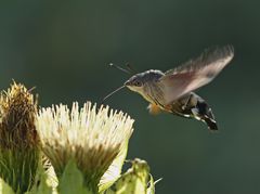 Flug - Künstler