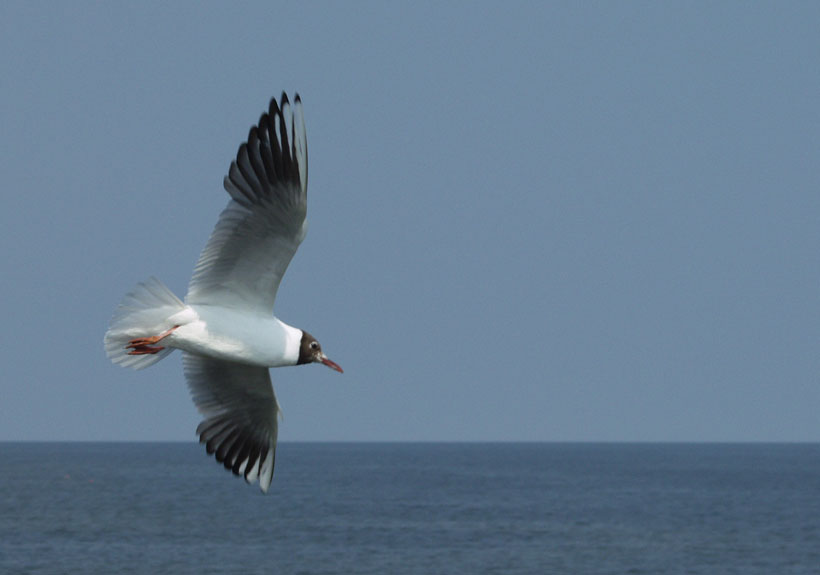 (Flug) Künstler