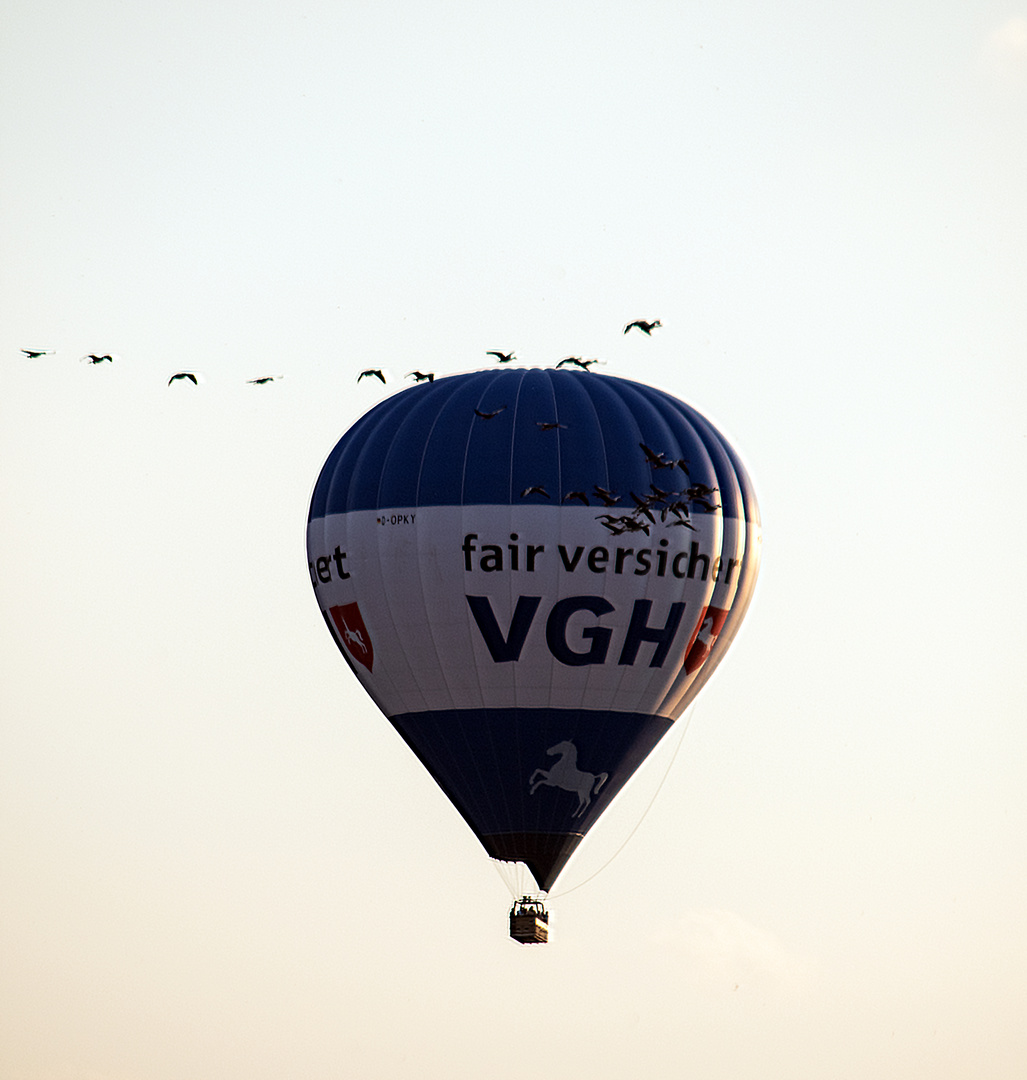 Flug mit den Gänsen