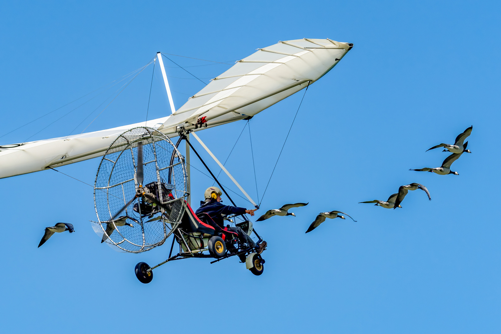 Flug mit den Gänsen 