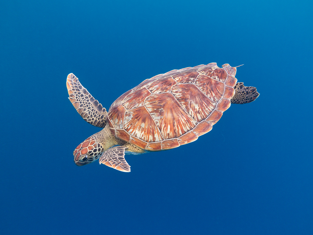 Flug mit den Karett-Schildkröten -III-