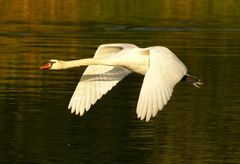 Flug mit Eleganz