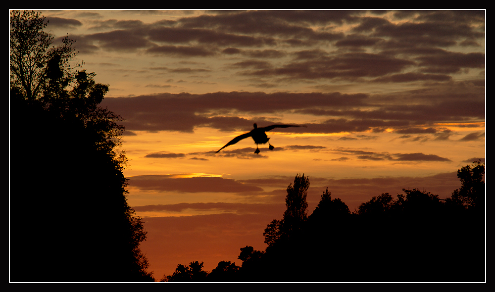 Flug nach Hause (Schlosspark Nymphenburg)