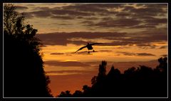 Flug nach Hause (Schlosspark Nymphenburg)