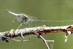 "Flug Pause"