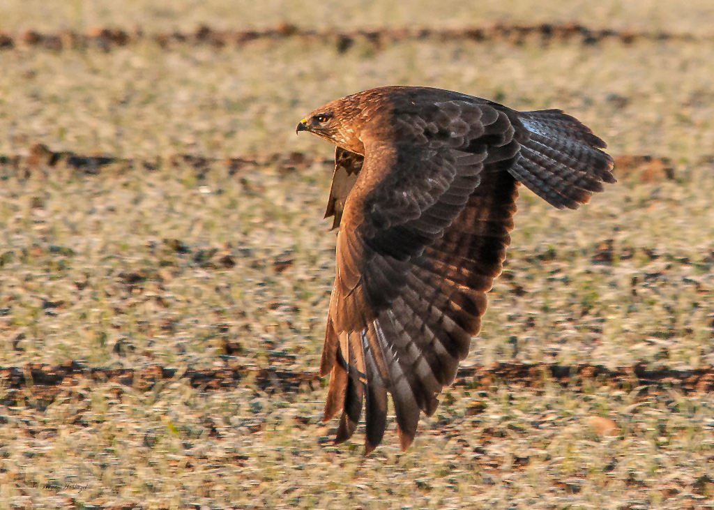 Flug Richtung Morgensonne