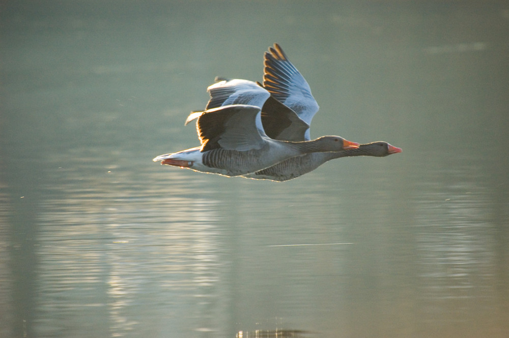 Flug-Schwäne