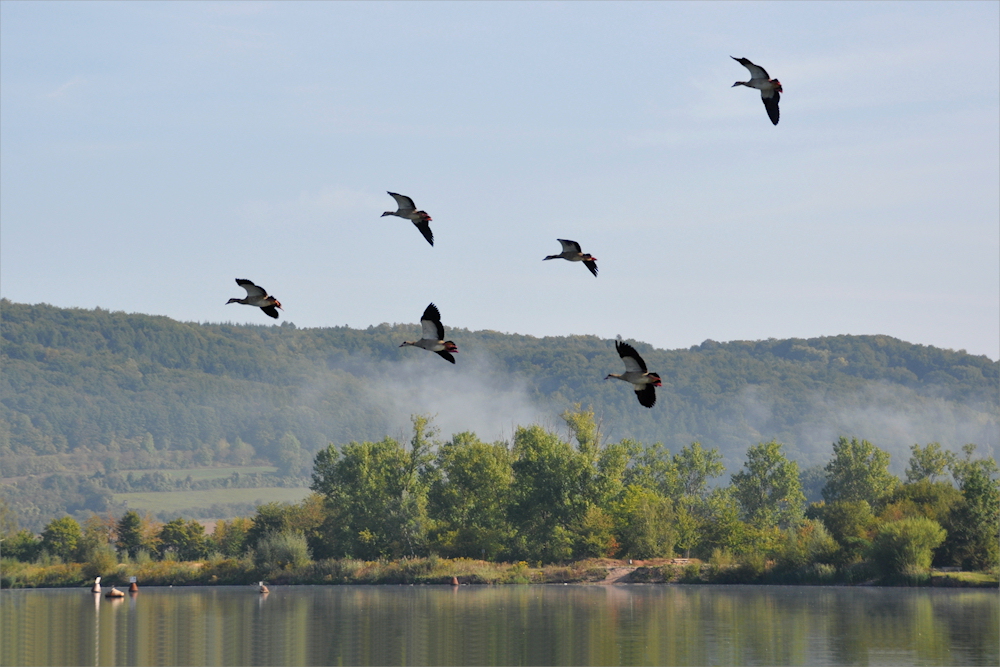 FLUG SHOW...