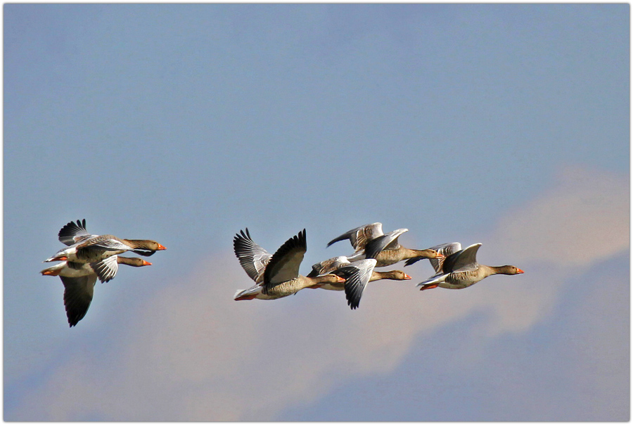 Flug-Show an der Ems bei Weener