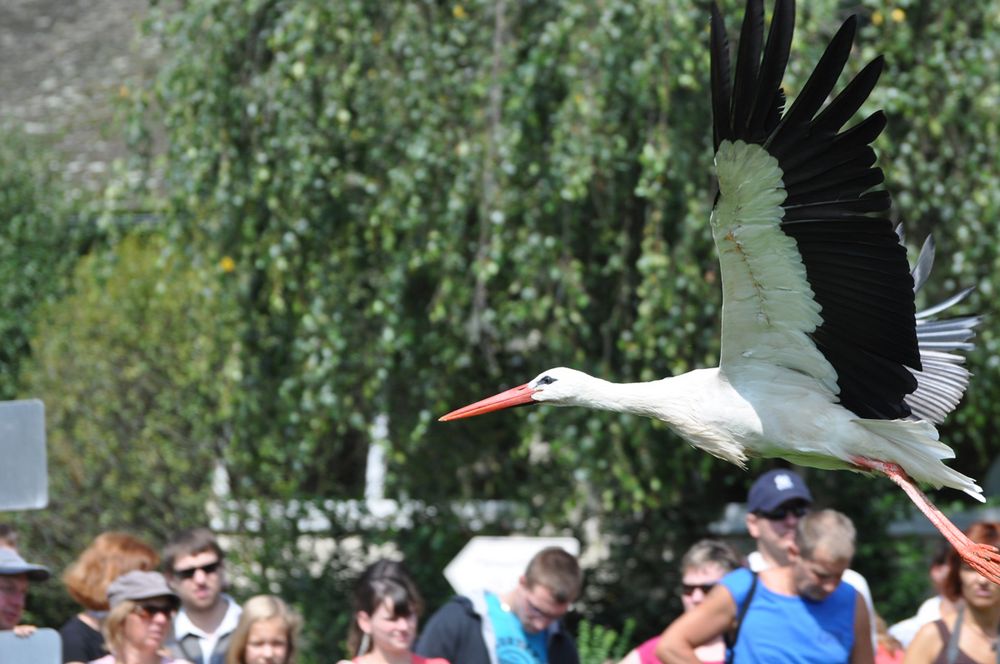 Flug-Show der besonderen Art