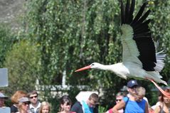 Flug-Show der besonderen Art