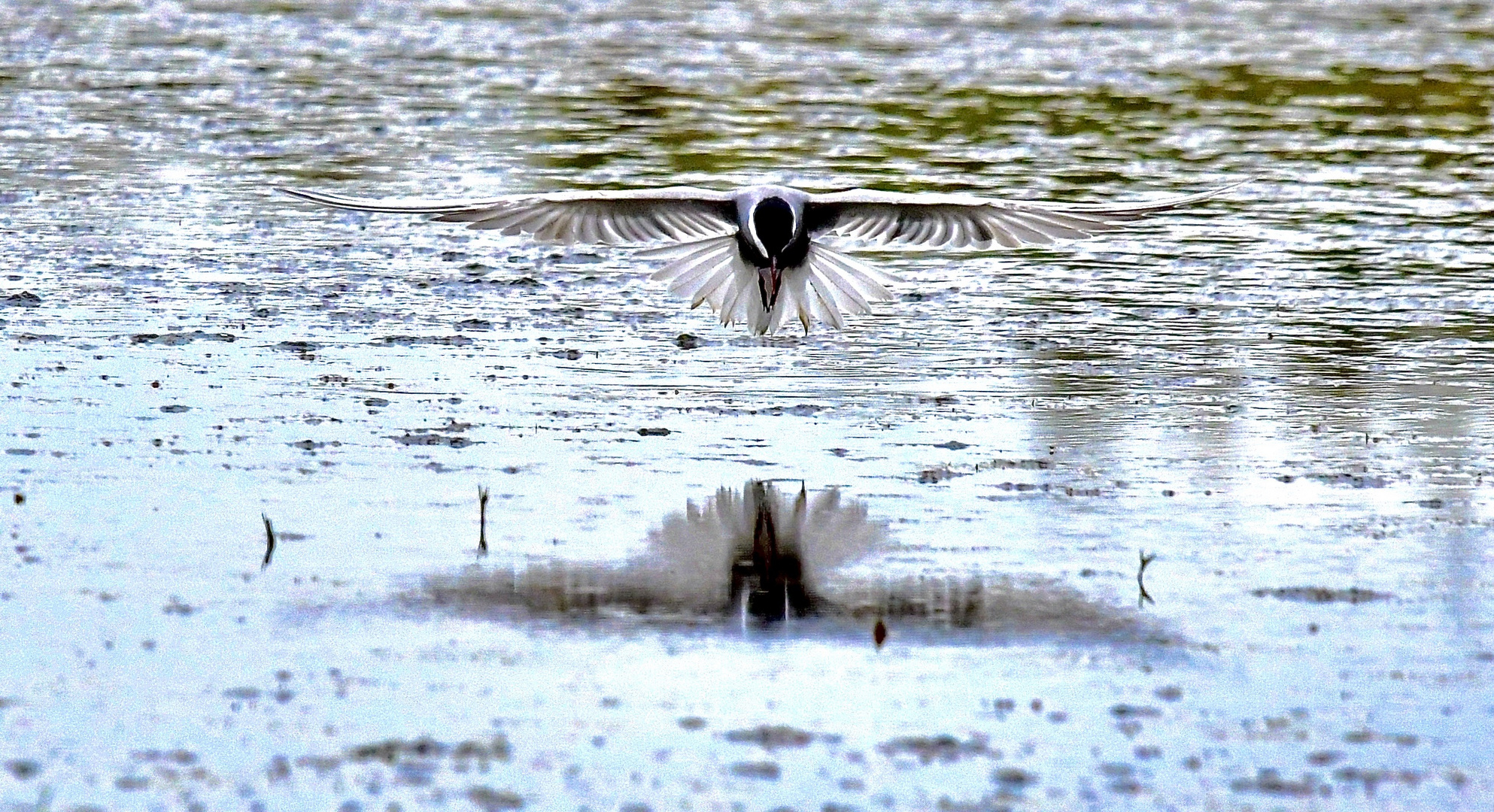 Flug-Show über dem Wasser