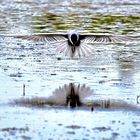 Flug-Show über dem Wasser