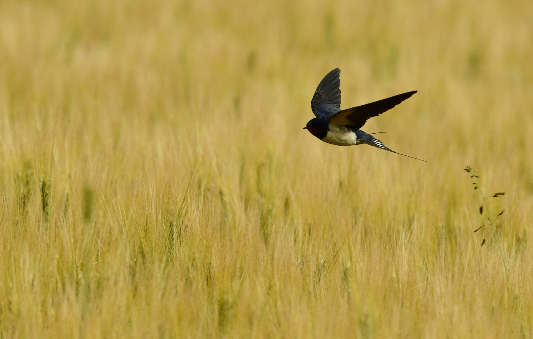 Flug über das Kornfeld