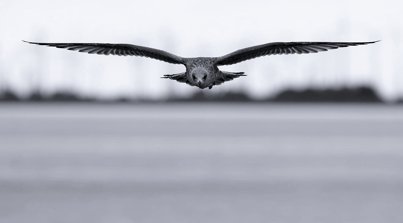 Flug über das Wattenmeer