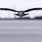 Flug über das Wattenmeer