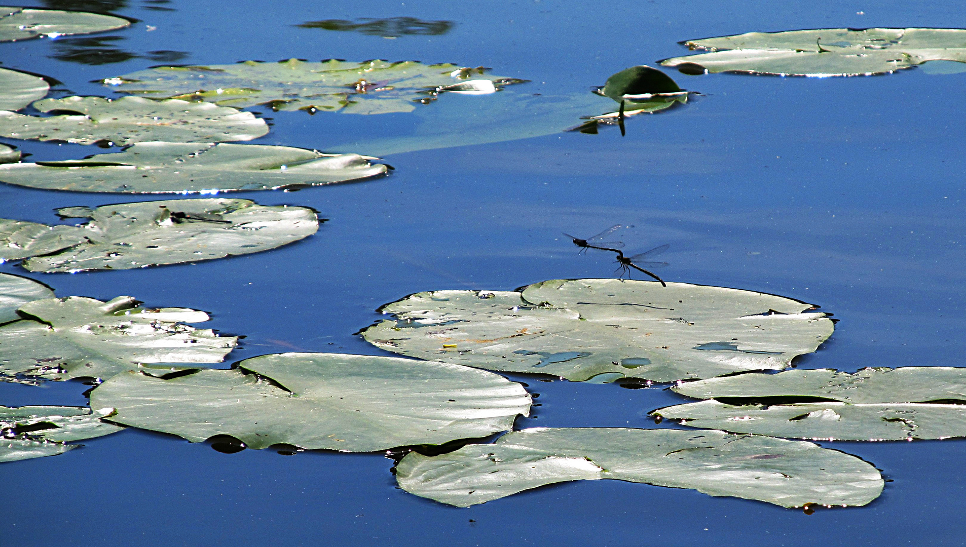 Flug über dem Teich