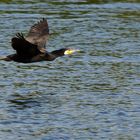 Flug über dem Wasser... *