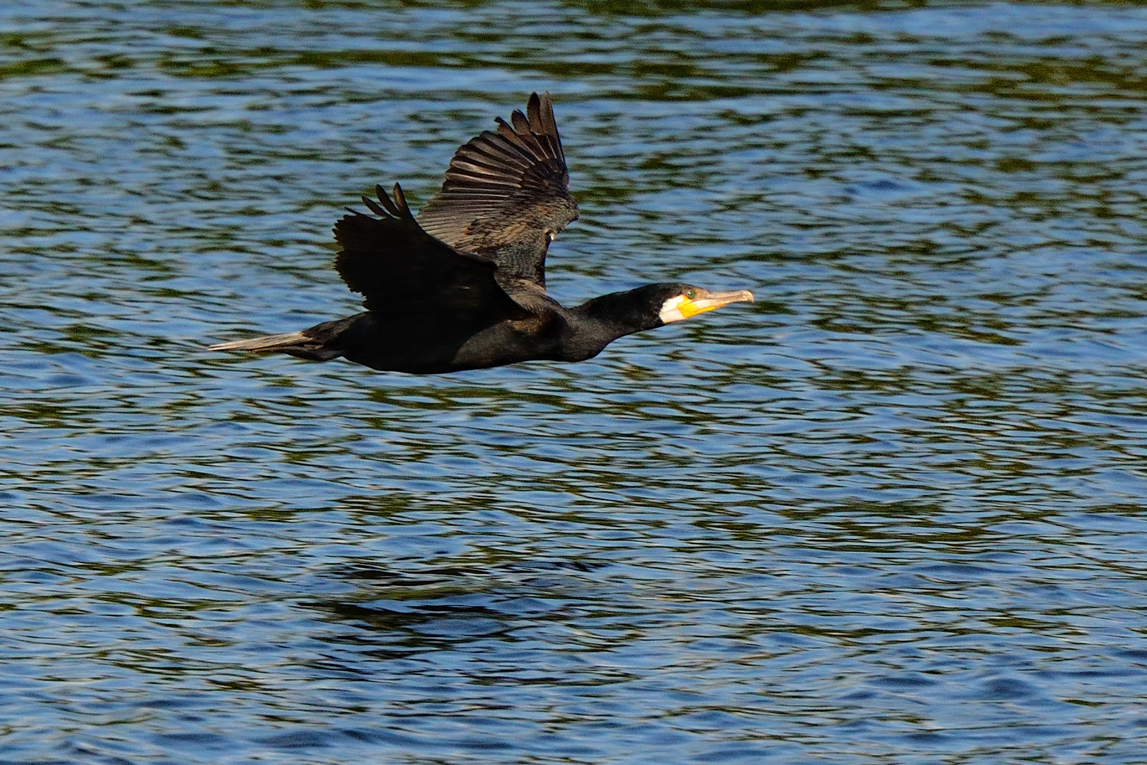 Flug über dem Wasser...