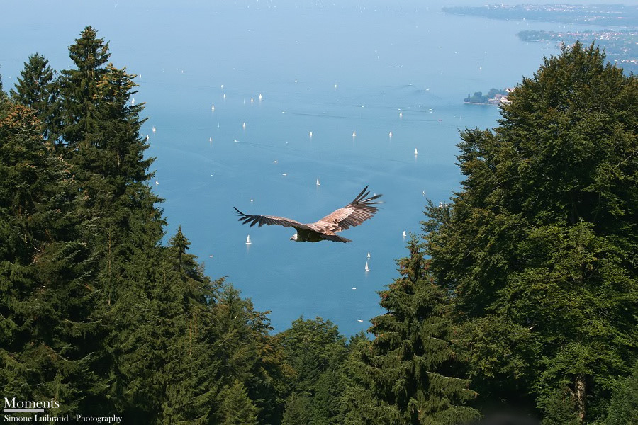 Flug über den Bodensee #2