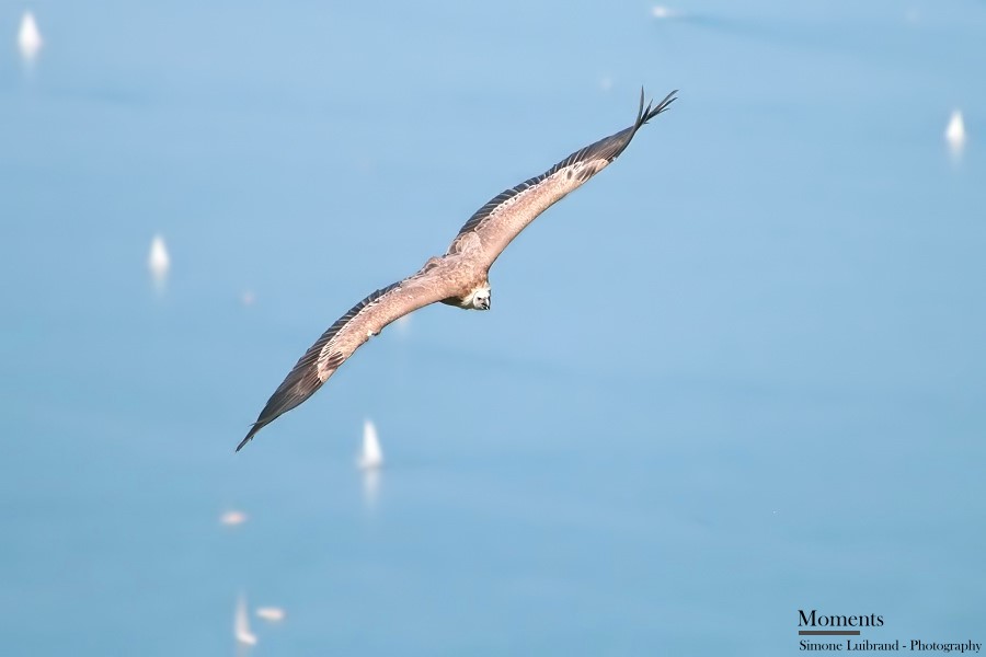 Flug über den Bodensee