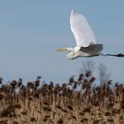 Flug über den Federsee