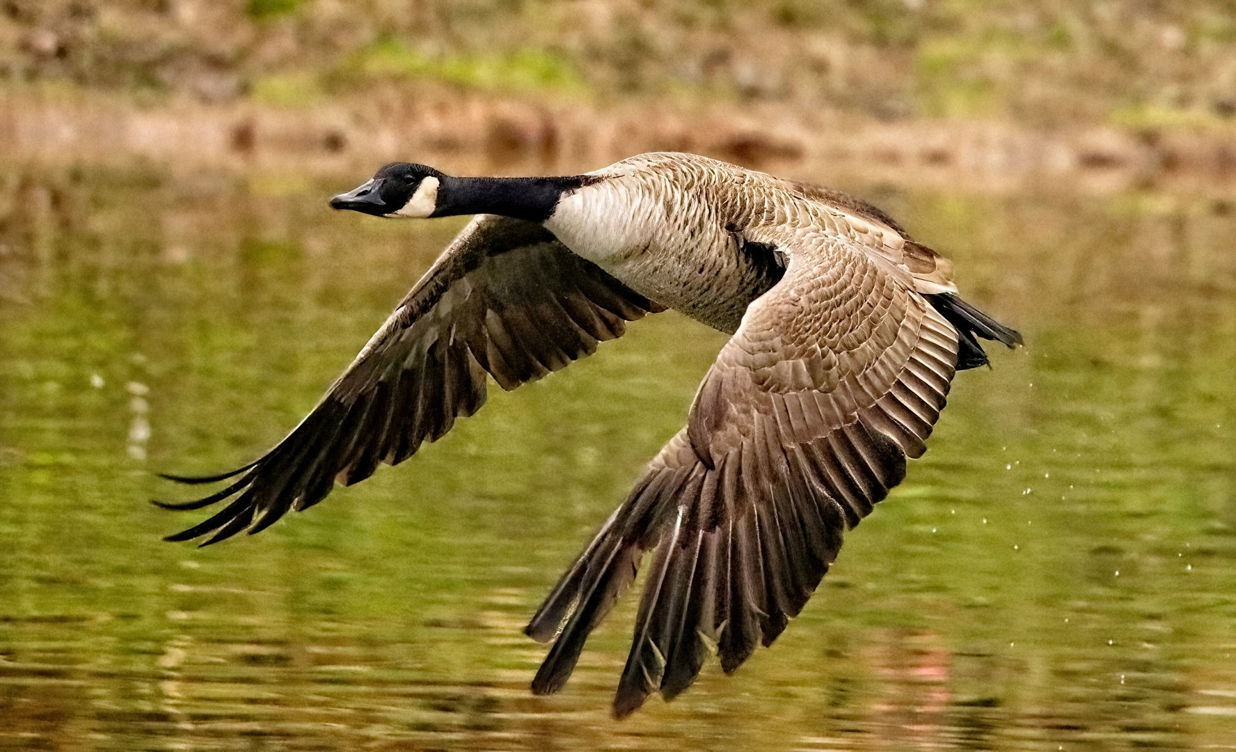 Flug über den Main