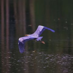 Flug über den See