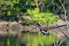Flug über den Weiher