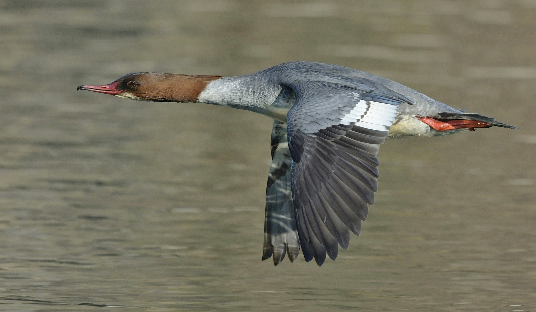 Flug über die Aare