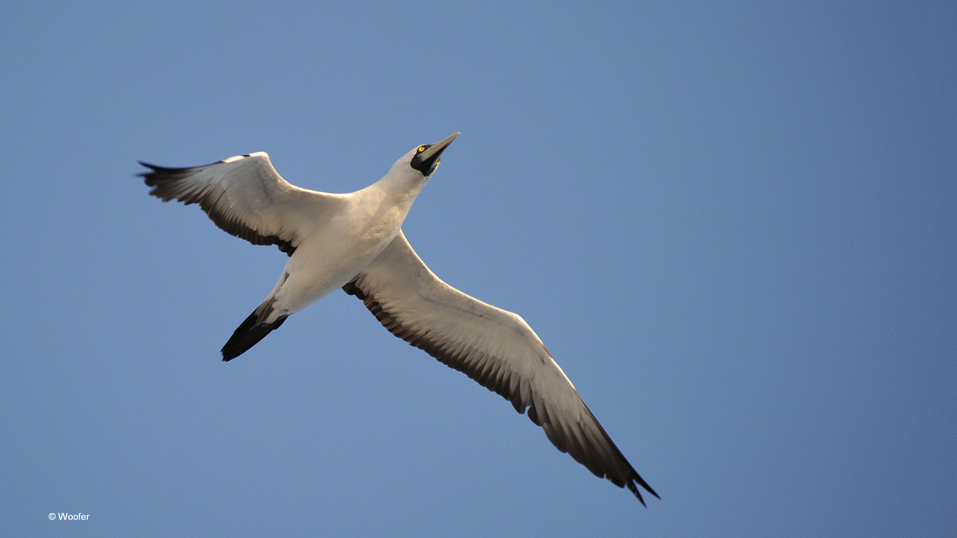 Flug über die Karibik