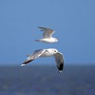 Flug über die Nordsee