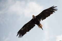 ~ Flug über die Photokina III ~