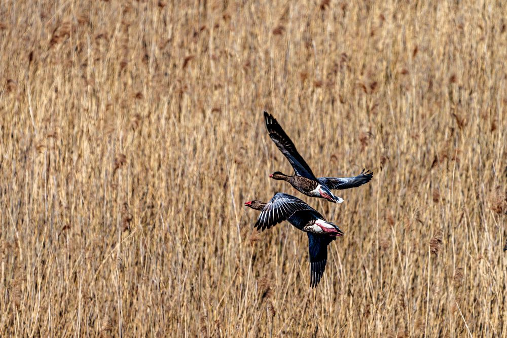 Flug über die Rieselfelder Münster - Flight over the Rieselfelder Münster