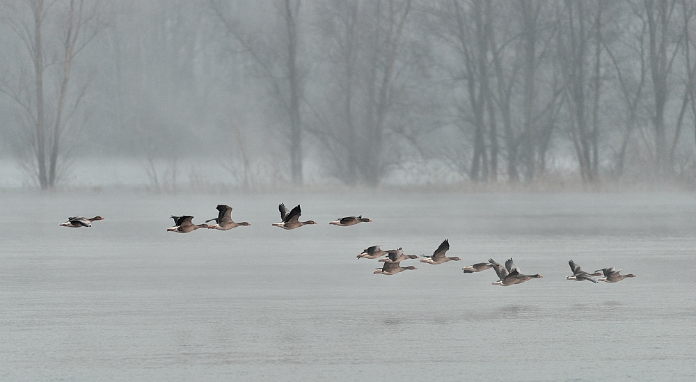 Flug über die trübe Winterelbe